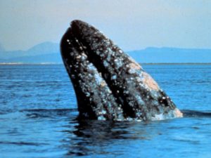 Great video of gray whale from San Francisco.