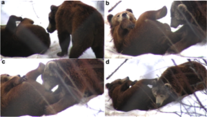 Two male brown bears engaging in fellatio.