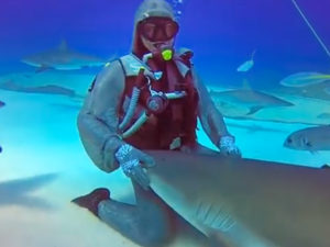 Shark Handler Pets Shark on the Nose Like a Dog (VIDEO)