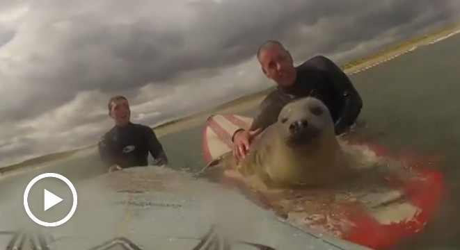 Adorable Baby Seal Pops Up, Tries To Surf